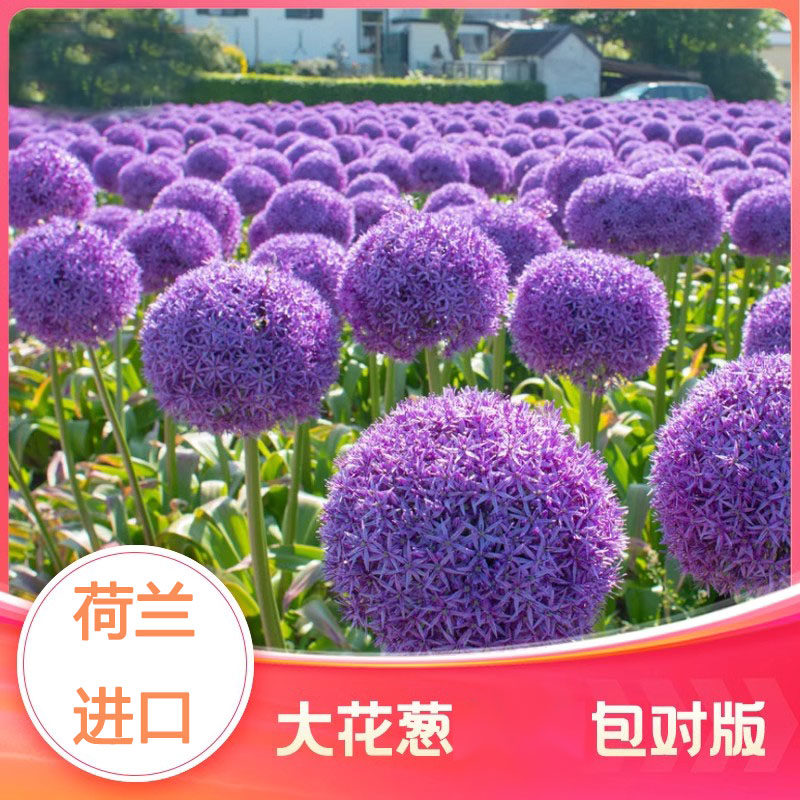 栖息园艺进口大花葱种球根花卉多年生庭院耐寒盆栽地栽植物大使