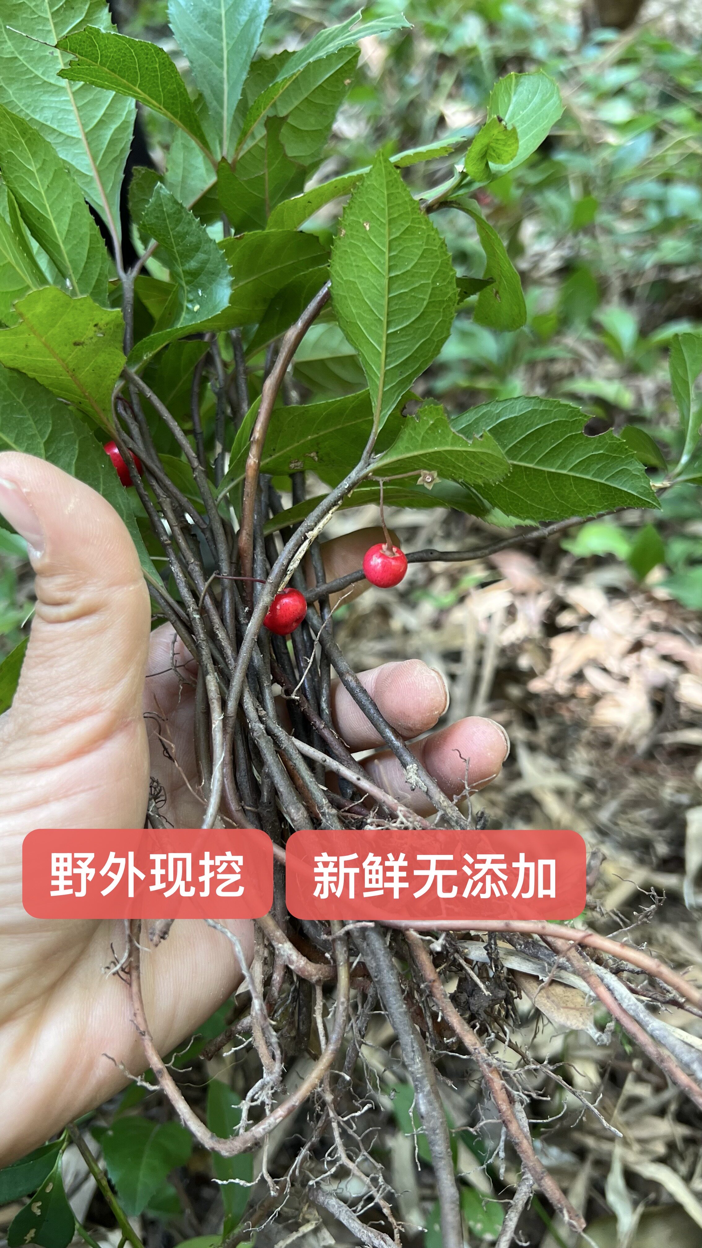 矮地茶野生中药材中草药 别名 平地木 不出林 紫金牛叶底珠叶下红