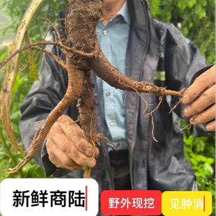 浙江商陆根新鲜山萝卜 商陆见肿消牛大黄2斤包邮3斤送1斤