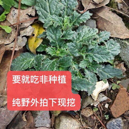 白毛夏枯草苗中药苦草易活易种