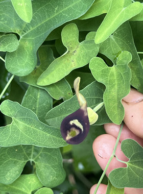 中草药马兜铃叶子养蝴蝶毛毛虫植物马兜铃 新鲜青木香 天星天仙藤