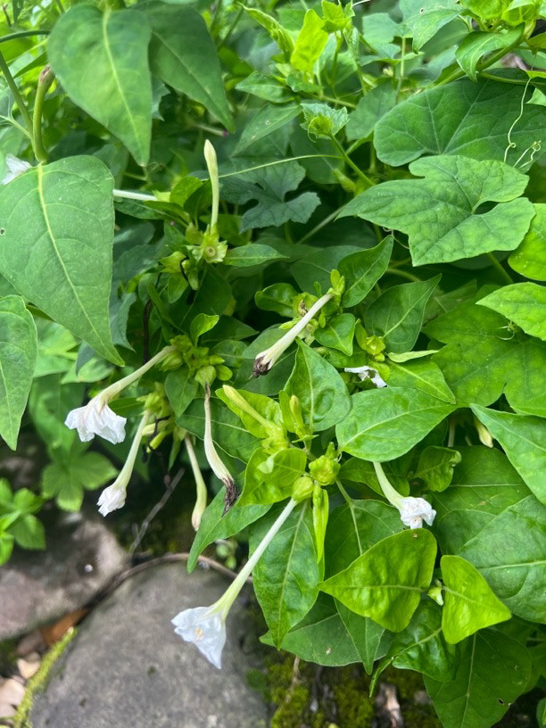 2斤拍下现挖入地老鼠根新鲜药材钻地茉莉花根紫花煲汤1000克包邮