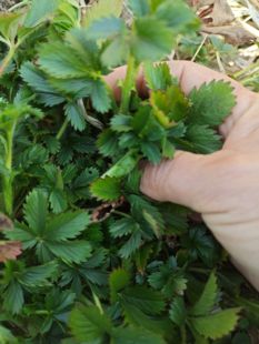 野外草药五皮风五星草蛇含草五爪龙五叶莓新鲜现挖蛇含委陵菜食用