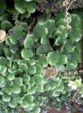 拍下现挖浙江省地钱地浮萍