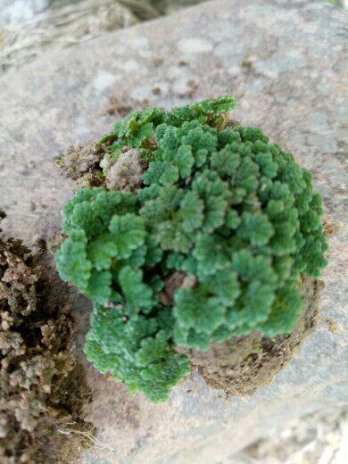 活青苔  微景观生态瓶专用小白发藓 盆景 假山水陆雨林缸苔藓包邮