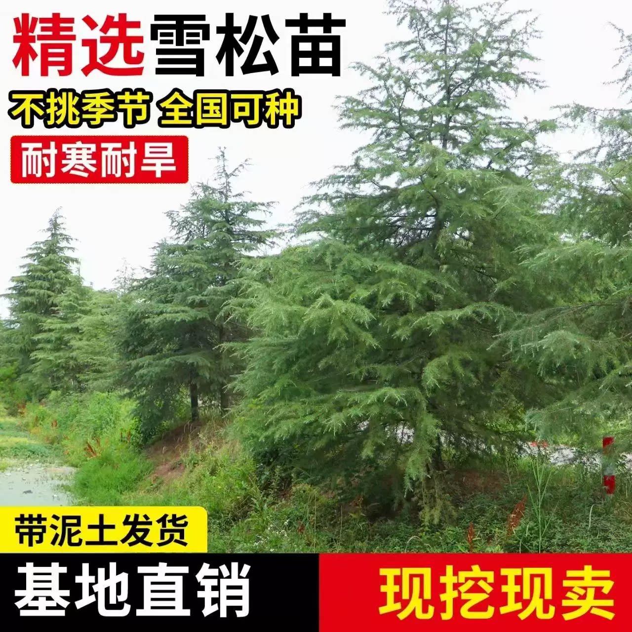 四季常青雪松树苗耐旱耐寒庭院别