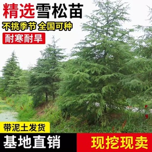 四季常青雪松树苗耐旱耐寒庭院别墅绿化柏树苗木宝塔松黑松白皮松