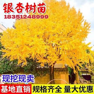 银杏树活苗金叶白果庭院别墅绿化风景拆迁大树苗行道树南北方种植