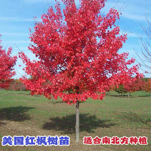 美国红枫树苗庭院风景大树红冠秋火焰红点园林绿化行道门前观赏树
