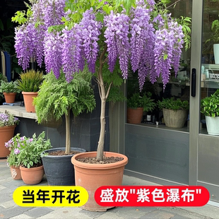 紫藤花苗爬藤植物盆栽老桩普罗旺斯树苗耐热耐寒室外庭院阳台花卉