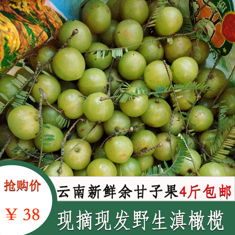 云南酸橄榄,云南橄榄(第5页)_大山谷图库