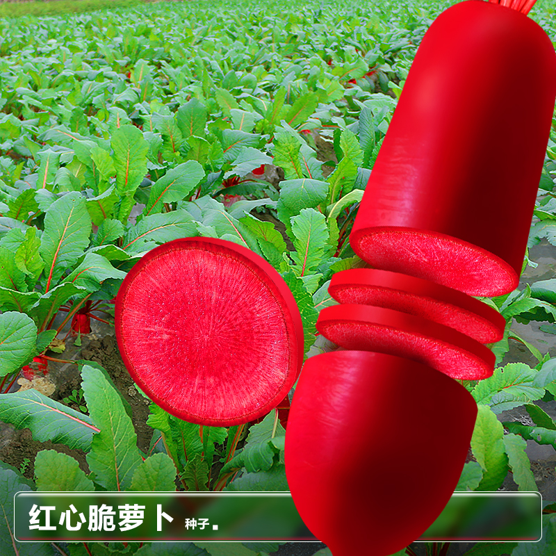 红皮红肉四川泡菜红萝卜花青素高