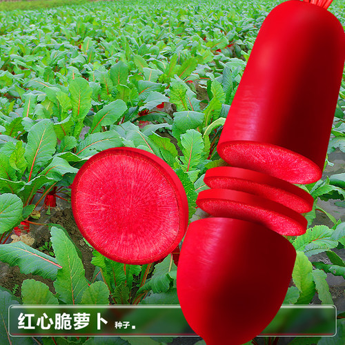 红皮红肉四川泡菜红萝卜花青素高