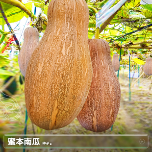 高产巨型密本南瓜子种子种籽瓜苗南方夏四季阳台种植蔬菜种孑大全