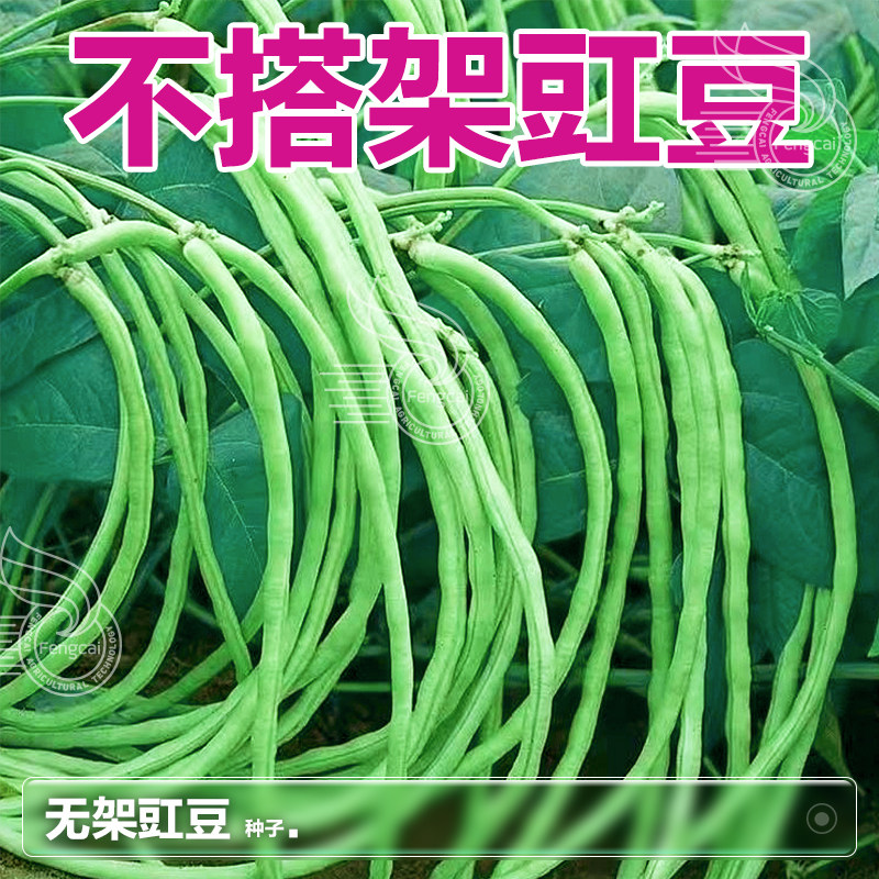 不搭架豇豆种子种籽荚长50-65cm图片
