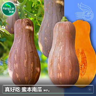 超甜蜜本南瓜种子籽种甜面大南瓜种籽春季四季播种蔬菜籽种孑大全