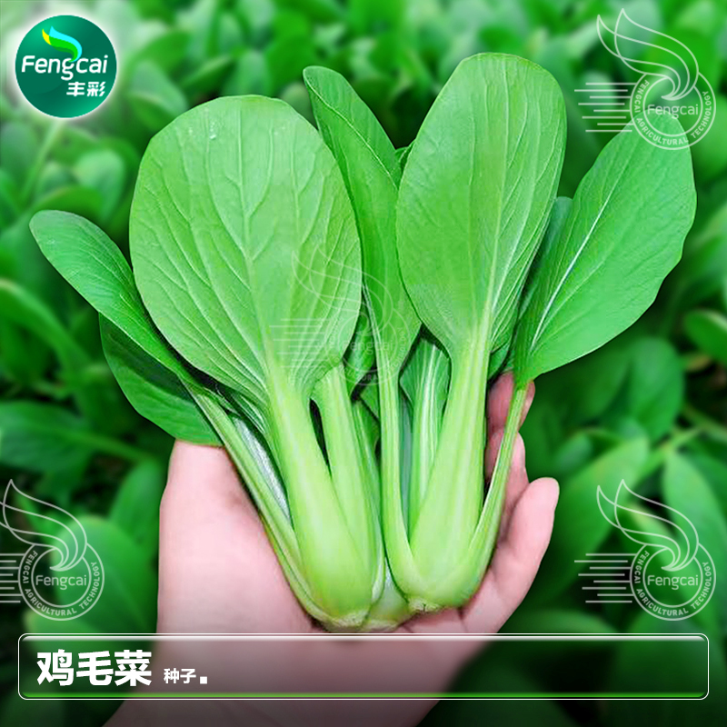 鸡毛菜种子春夏四季速生阳台蔬菜