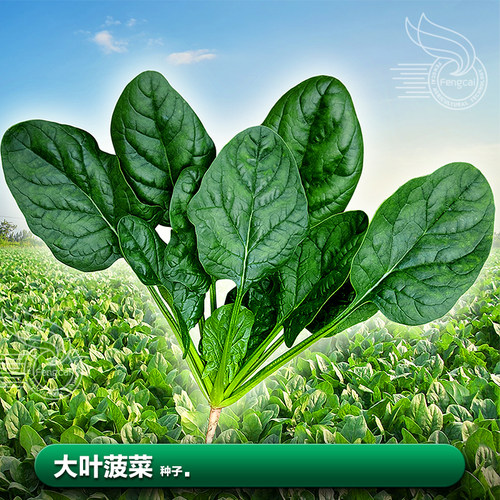 四川大叶菠菜种子春秋播种营养好