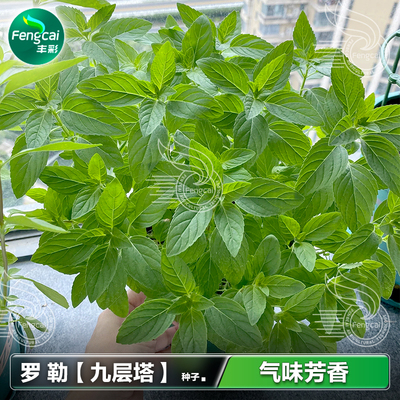 甜罗勒种子金不换九层塔香草种籽
