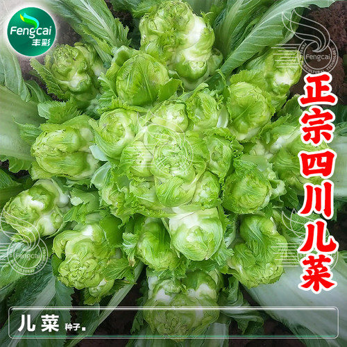 四川地方良种儿菜抱子娃儿菜种子
