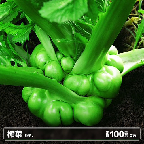四川好种源生长约100天榨菜种子