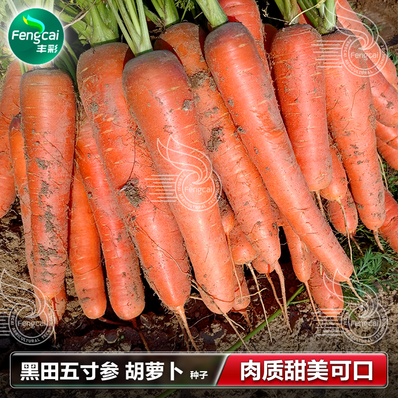 胡萝卜种子黑田五寸参脆甜红萝卜