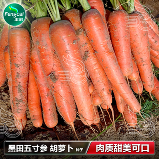 红胡萝卜种子黑田五寸参脆甜水果胡萝卜种蔬菜籽孑子红萝卜种籽孑