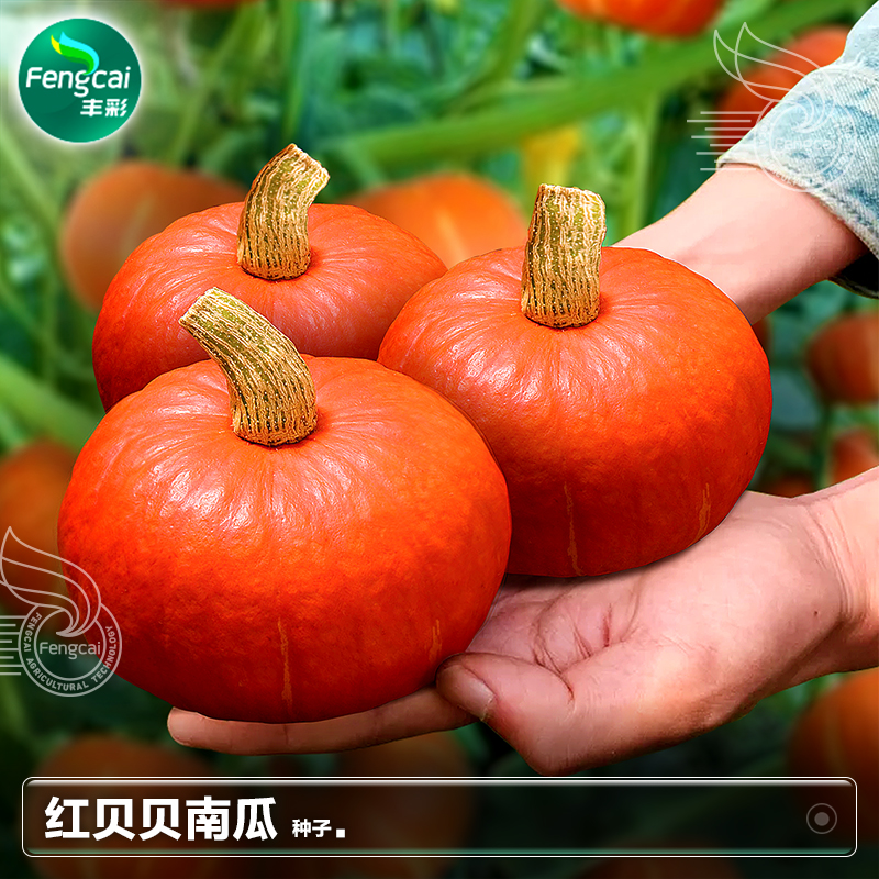 红贝贝南瓜种子种籽板栗味粉甜小南瓜籽种春季四季蔬菜籽种孑大全