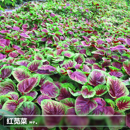 红苋菜种子耐热耐旱阳台盆栽种植