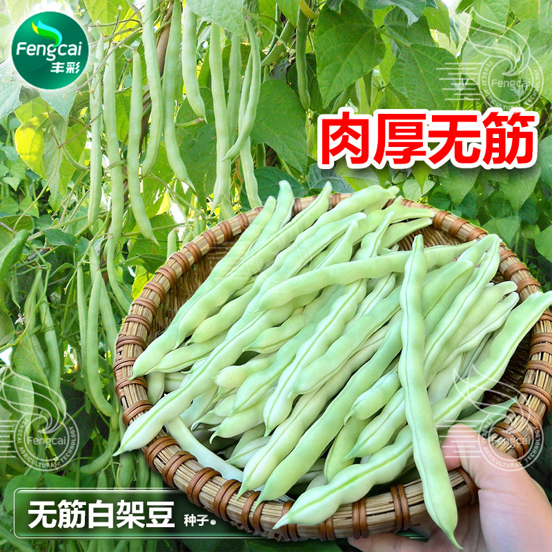 无筋豆白架豆种籽四季豆搭架春季秋季芸豆蔬菜籽种孑豆角种子大全图片