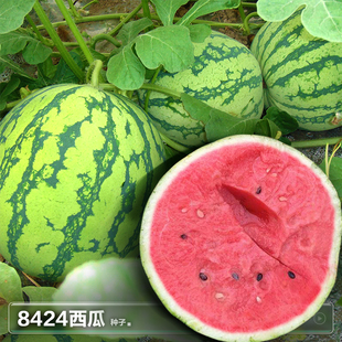 懒汉8424西瓜种籽大西瓜麒麟小盆栽种子种植阳台四季蔬菜瓜果种孑