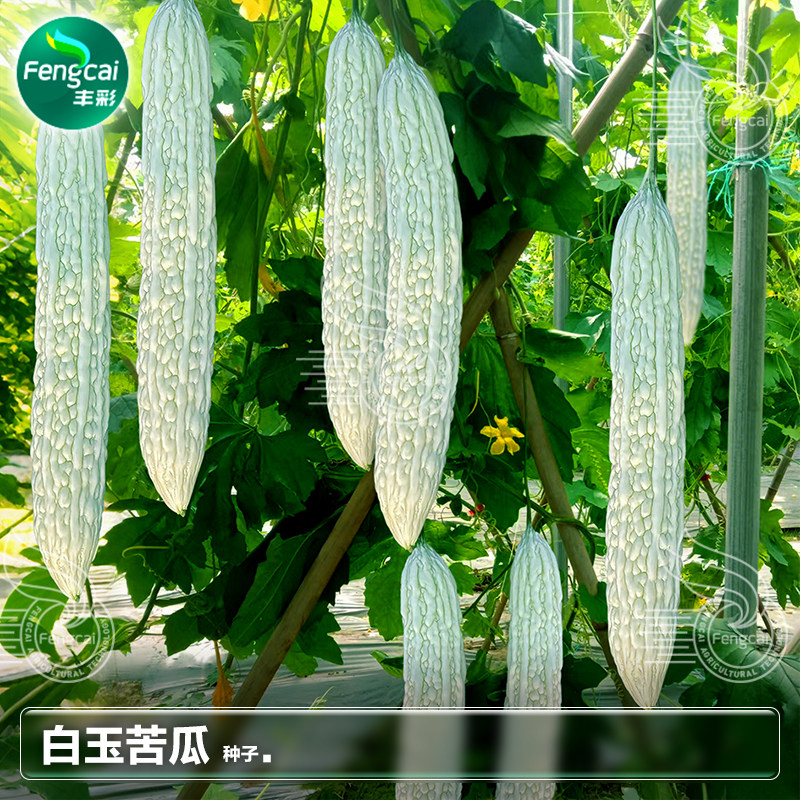 苦瓜种子白玉苦瓜籽长白苦瓜籽阳台庭院种植凉瓜种孑春季蔬菜种子,鲜花速递/花卉仿真/绿植园艺,家庭园艺种子,淘宝优惠券,粉丝福利购,淘宝优惠卷