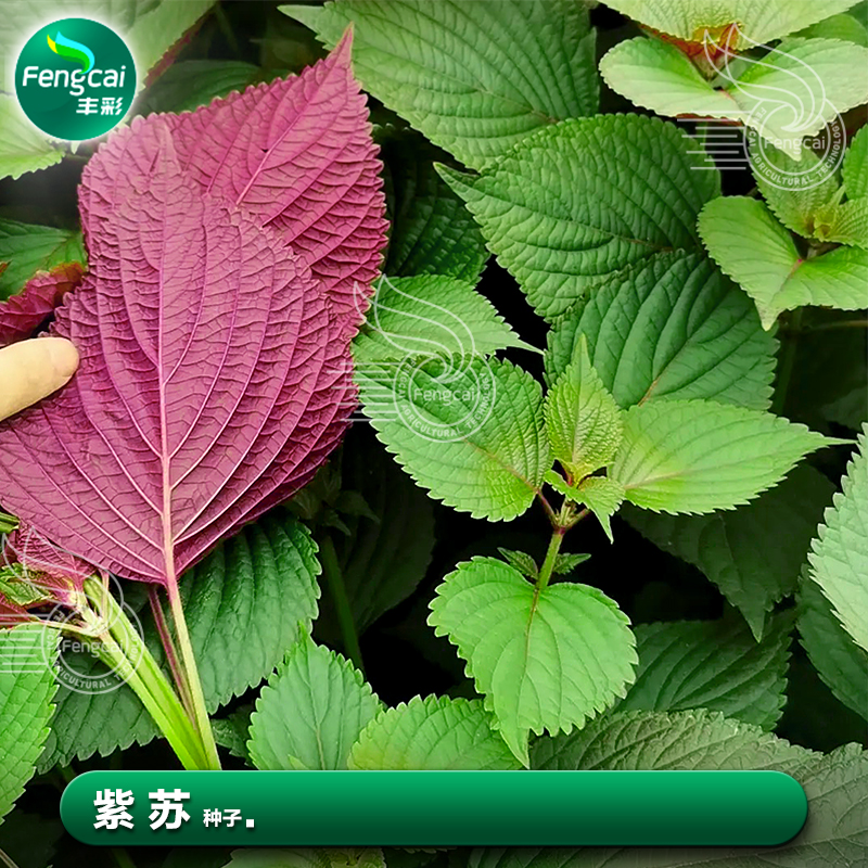 可食用紫苏种籽阳台盆栽芳香浓郁