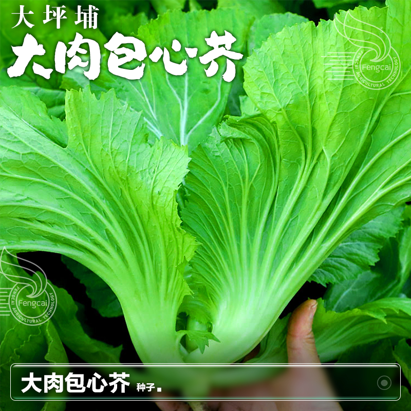大肉包心芥菜种子水东芥甜芥菜南方盆栽种植四季蔬菜籽种籽孑大全
