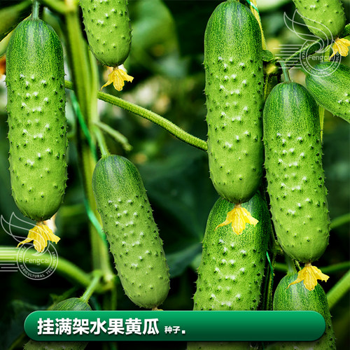 阳台盆栽口感好春夏水果黄瓜种子