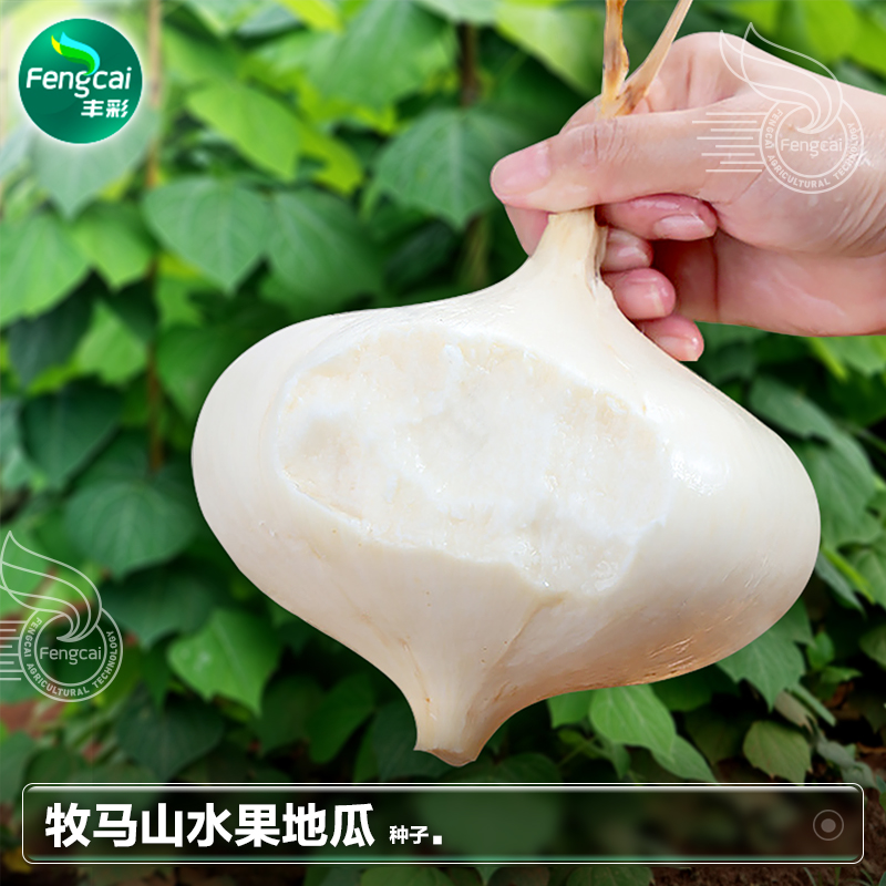 牧马山地瓜种子 籽水果地瓜子籽凉薯四季春季南方蔬菜籽种孑大全