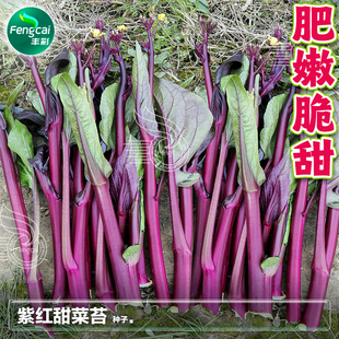 紫红菜苔种籽粗苔红菜芯秋季蔬菜种孑紫红菜苔籽大全紫红菜苔种子