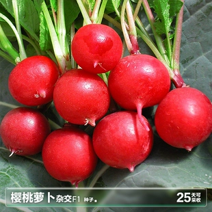 四季 阳台盆栽种植蔬菜种籽孑子 樱桃小萝卜水果萝卜种子籽菜籽春季