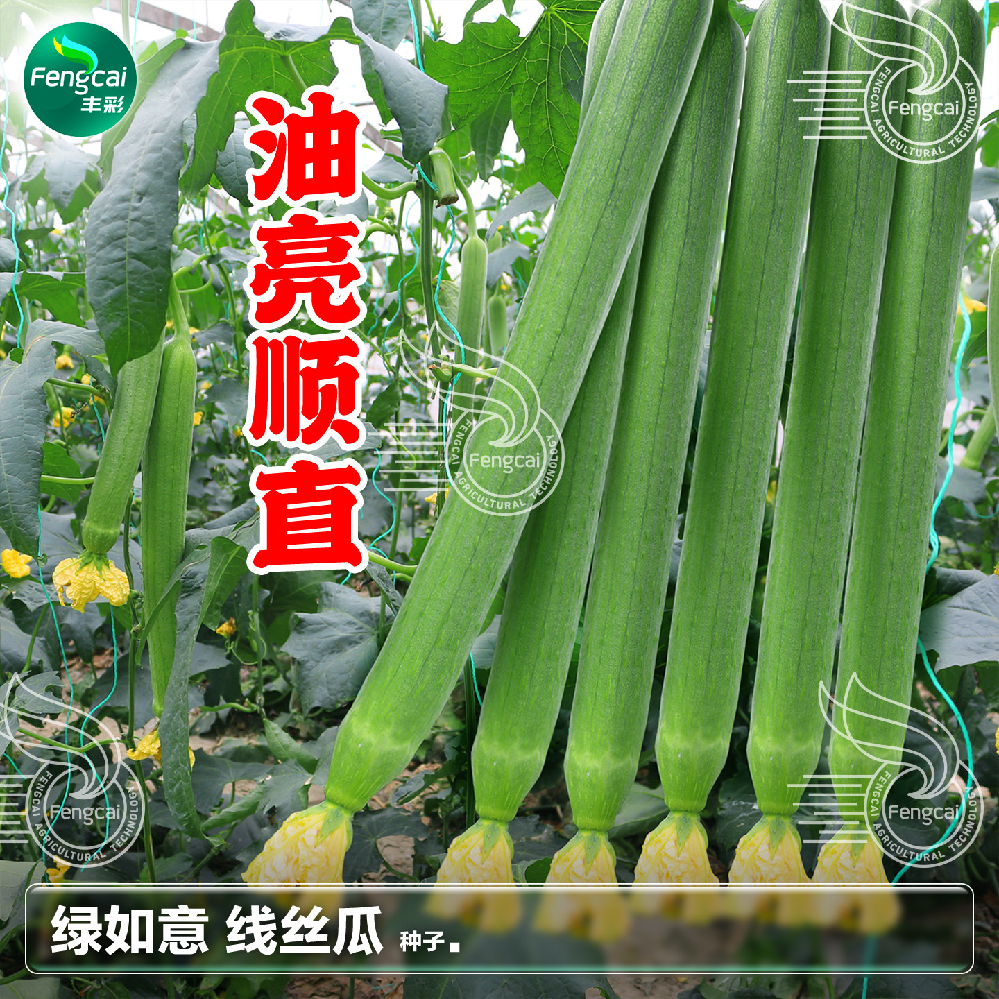 长香丝瓜种籽线丝瓜油亮顺直鲜嫩