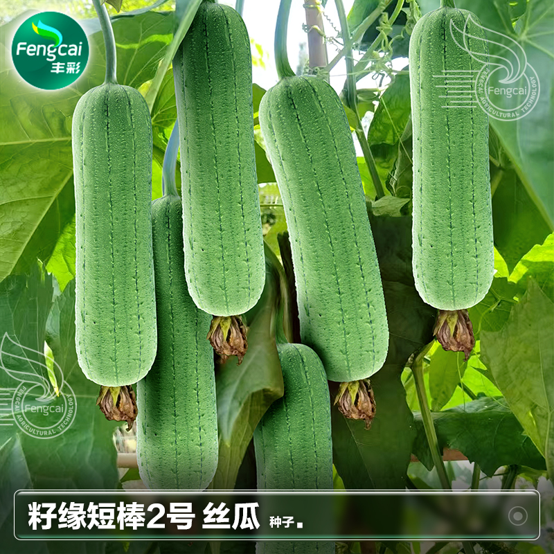 肉丝瓜种籽子苗秧苗高产胖丝瓜春季阳台盆栽种植蔬菜种子籽孑大全