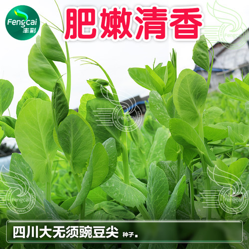 四川大无须豌豆尖种子种籽胖豌豆苗四季秋季蔬菜籽种孑碗豆芽苗菜