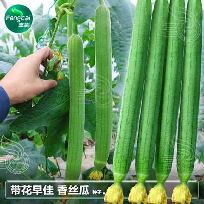 长香丝瓜种籽庭院阳台春夏秋季播