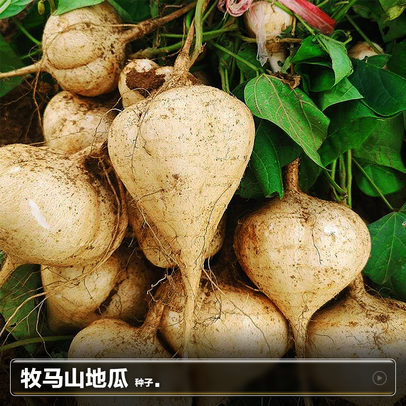 牧马山地瓜种子水果地瓜凉茹凉薯种籽夏季南方四季蔬菜种孑大全子