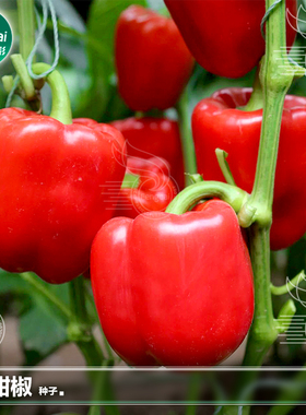 红彩椒种籽红色甜椒种子红辣椒籽灯笼椒柿子椒盆栽蔬菜籽种孑大全