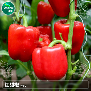 红彩椒种籽红色甜椒种子红辣椒籽灯笼椒柿子椒盆栽蔬菜籽种孑大全
