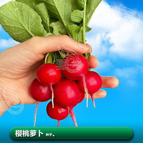 樱桃小红萝卜种籽春季四季种植