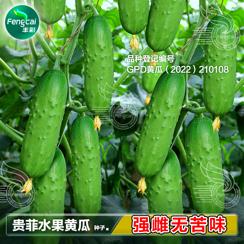 强雌水果旱黄瓜种子青瓜种籽清甜不苦春季盆栽专业四季蔬菜籽种孑,鲜花速递/花卉仿真/绿植园艺,家庭园艺种子,淘宝优惠券,粉丝福利购,淘宝优惠卷