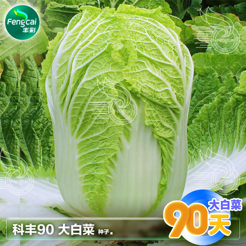 山东90天大白菜种籽种子耐寒秋季秋后冬季阳台四季蔬菜籽种孑大全
