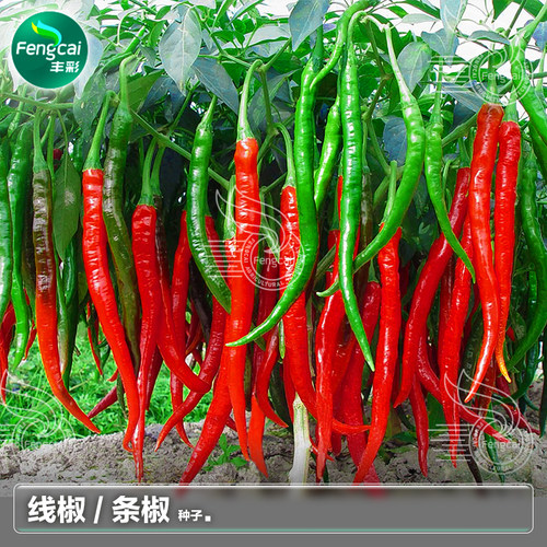 正宗四川二荆条辣椒条椒线椒种子