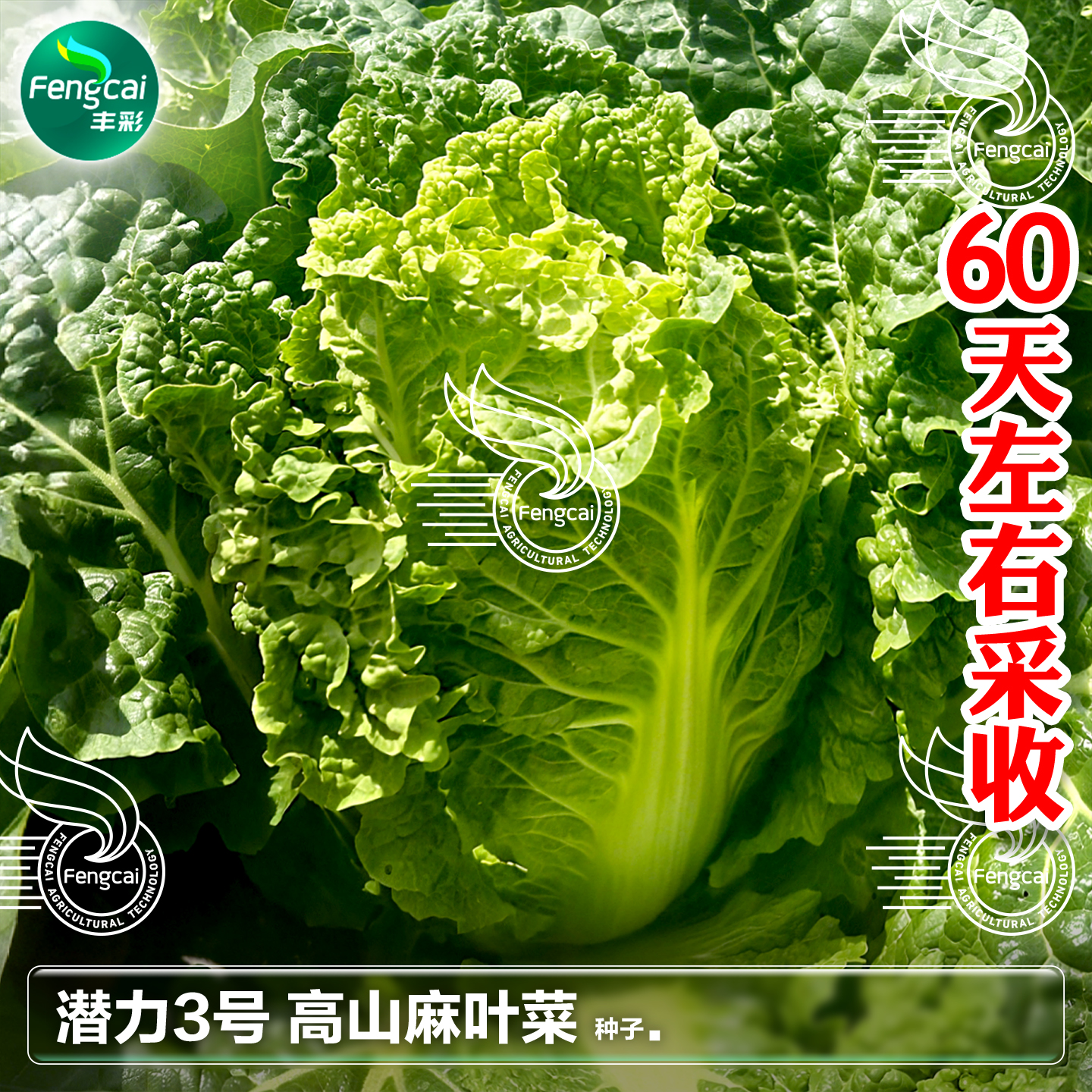 贵州高山麻叶菜种子帝皇菜火锅菜